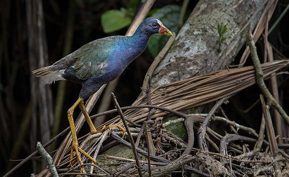 066 Purple gallinule (Porphyrio martinicus) - Ecuador