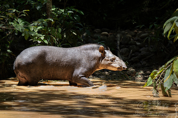 153 South American Tapir (Tapirus terrestris) - Ecuador