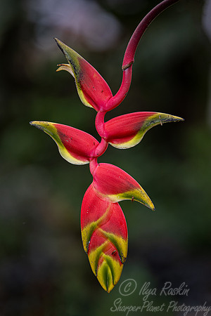 113 Lobster claw (Heliconia rostrata) - Ecuador