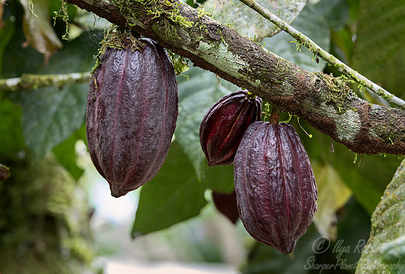 114 Cocoa beans - Ecuador