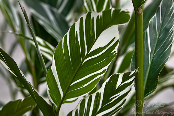 115 Variegated Ginger (Alpinia sandreae) - Ecuador