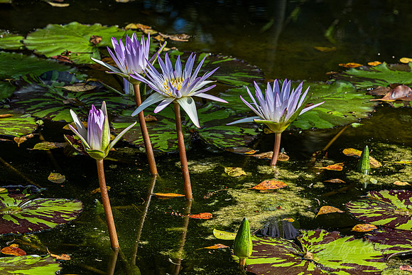 112 Water lilies - Fl