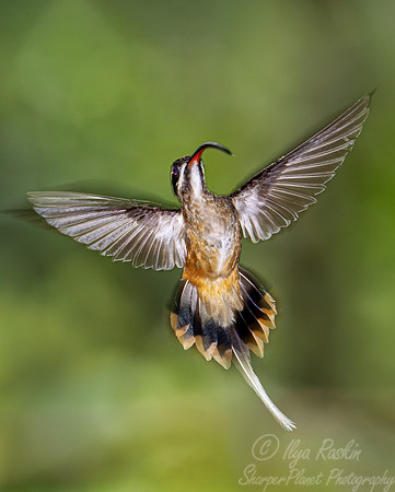 282 Tawny-bellied hermit (Phaethornis syrmatophorus) - Ecuador