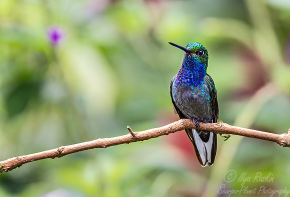 284 Green-backed hillstar (Urochroa leucura) - Ecuador