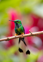 2023 Ecuador and Fl - Birds and Butterflies