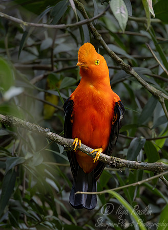 059 Andean cock-of-the-rock (Rupicola peruvianus) - Ecuador