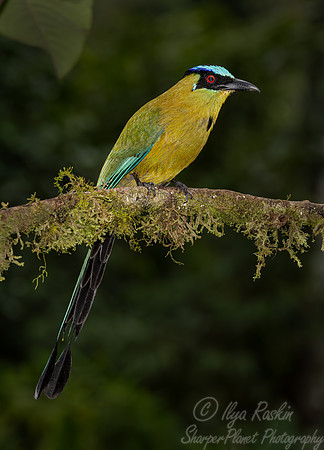 061 Andean motmot (Momotus coeruleiceps) - Ecuador