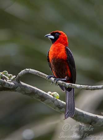 065 Masked crimson tanager (Ramphocelus nigrogularis) - Ecuador