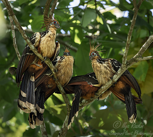 069 Hoactzins (Opisthocomus hoazin) - Ecuador