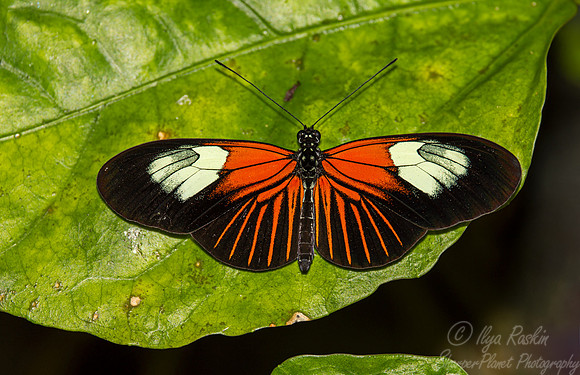 038 Butterfly - Fairchild Botanic Garden, FL