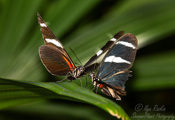 042 Butterflies - Fairchild Botanic Garden, FL