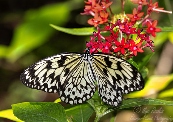 039 Butterfly - Fairchild Botanic Garden, FL