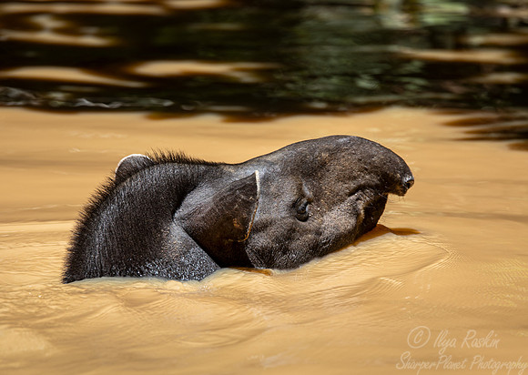 152 South American Tapir (Tapirus terrestris) - Ecuador