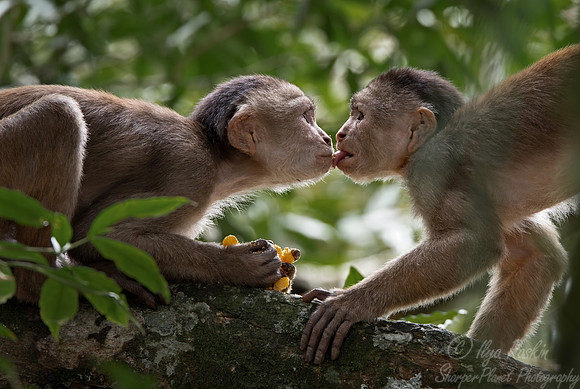 182 White-fronted capuchin (Cebus albifrons) - Ecuador