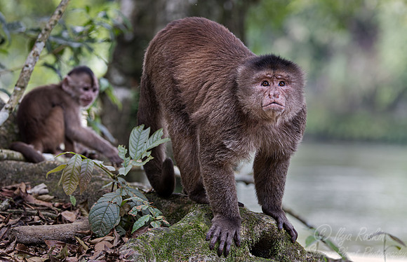 184 White-fronted capuchins (Cebus albifrons) - Ecuador