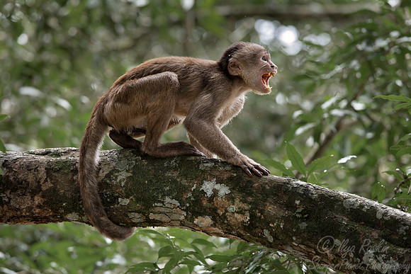183 White-fronted capuchin (Cebus albifrons) - Ecuador