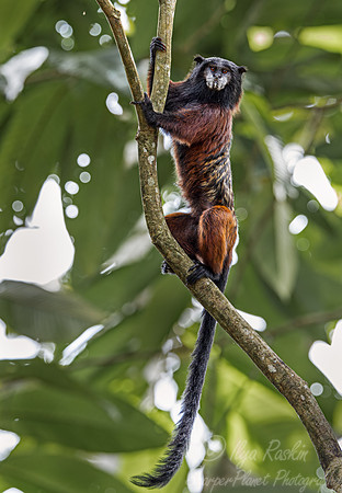 190 Red-mantled saddle-back tamarin (Leontocebus lagonotus) - Ecuador