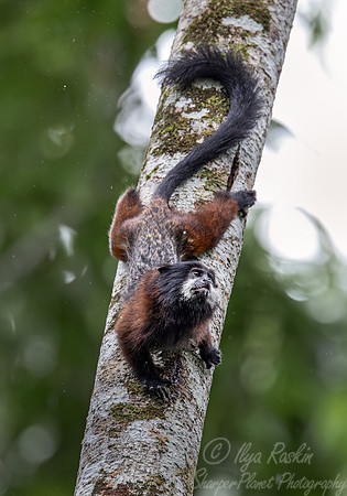 192 Red-mantled saddle-back tamarin (Leontocebus lagonotus) - Ecuador