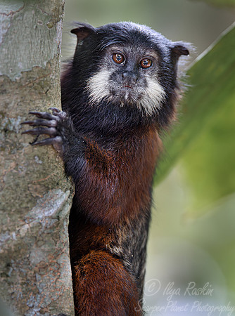 193 Red-mantled saddle-back tamarin (Leontocebus lagonotus) - Ecuador