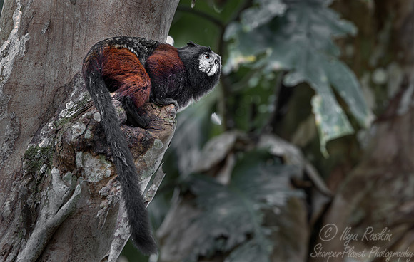 194 Red-mantled saddle-back tamarin (Leontocebus lagonotus) - Ecuador