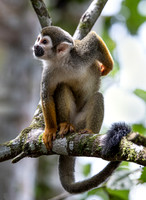 2023 Ecuador and Fl - Other Animals and Plants