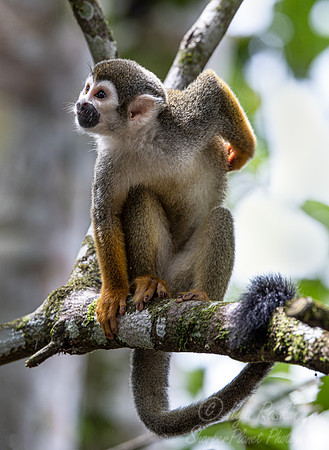 195 Ecuadorian squirrel monkey (Saimiri cassiquiarensis macrodon)