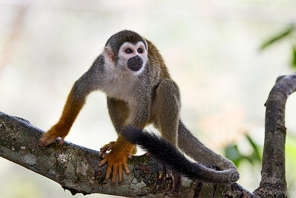 197 Ecuadorian squirrel monkey (Saimiri cassiquiarensis macrodon)