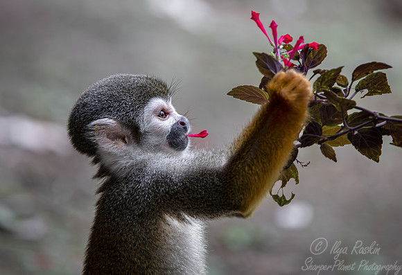 196 Ecuadorian squirrel monkey (Saimiri cassiquiarensis macrodon)