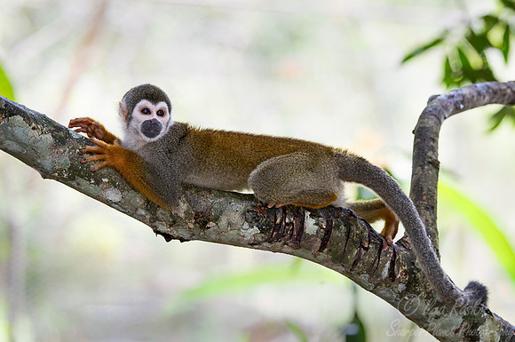 198 Ecuadorian squirrel monkey (Saimiri cassiquiarensis macrodon)