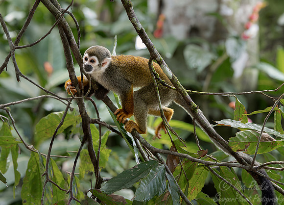 199 Ecuadorian squirrel monkey (Saimiri cassiquiarensis macrodon)