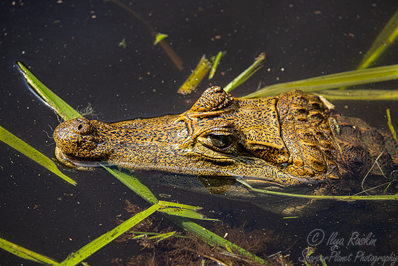 172 Spectacled caiman (Caiman crocodilus) - Ecuador