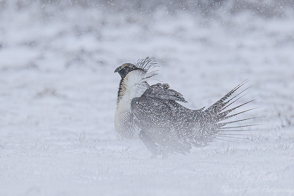 059 Greater sage-grouse (Centrocercus urophasianus) - CO