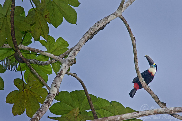 015 Channel-billed Toucan - Ecuador