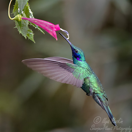 480 Lesser violetear (Colibri cyanotus) - Colombia cloud forest