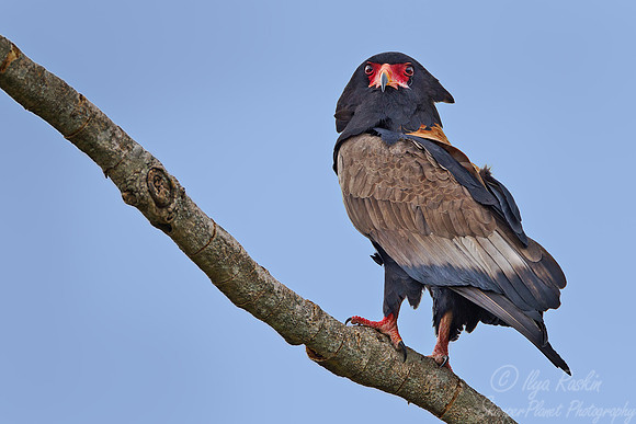 082 Bateleur Eagle(Terathopius ecaudatus) - Masai Mara Kenya