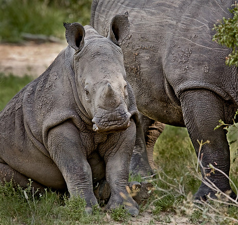 034_White Rhinoceroses_South Afirca