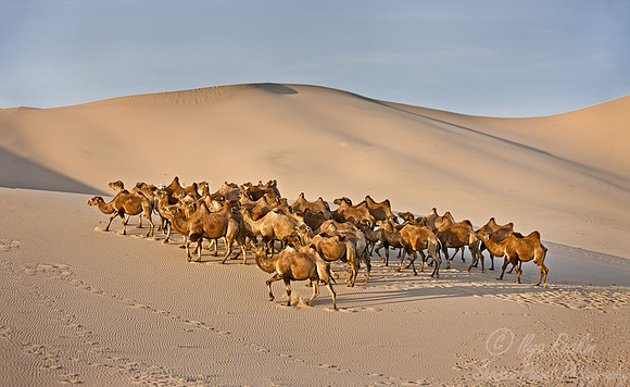 095 Bactrian camels (Camelus bactrianus) - Mongolia