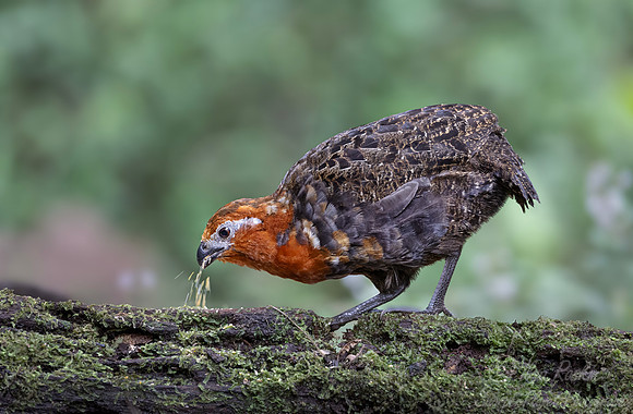 026 Chestnut wood quail (Odontophorus hyperythrus) - Colombia cloud forest