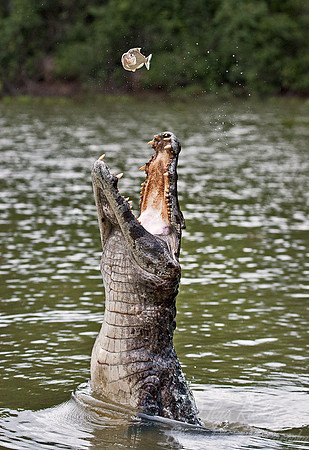 038_Spectacled caiman_Pantanal_Brazil