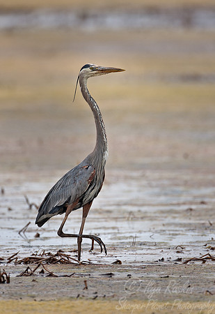 009_Great Blue Heron (Ardea herodias)_DE