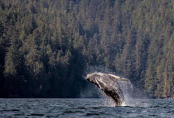 135 Humpback Whale (Megaptera novaeangliae) - BC