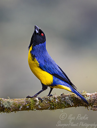 561 Hooded mountain tanager (Buthraupis montana) - Colombia cloud forest