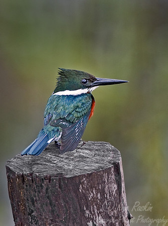 018 Green kingfisher - Pantanal Brazil