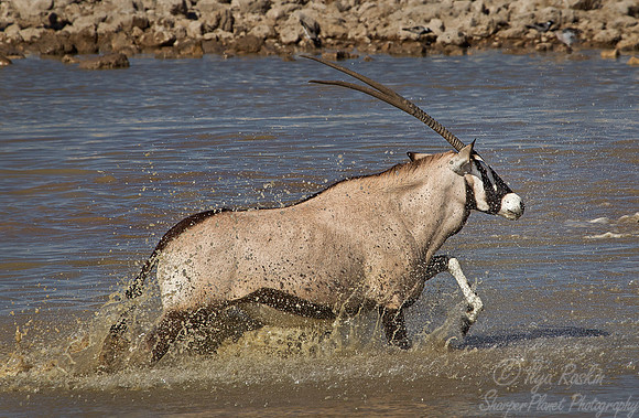 137 East African Oryx (Oryx beisa) - Etosha Namibia