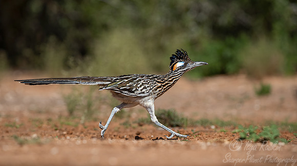 113 Greater roadrunner (Geococcyx californianus) - TX