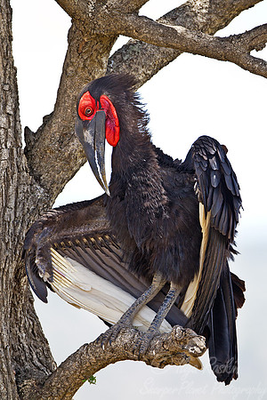 038 Southern Ground Hornbill or cafer (Bucorvus leadbeateri) Masai Mara Kenya