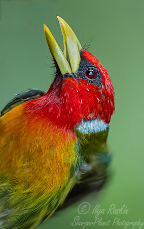 511 Red-headed barbet male (Eubucco bourcierii) - Colombia cloud forest