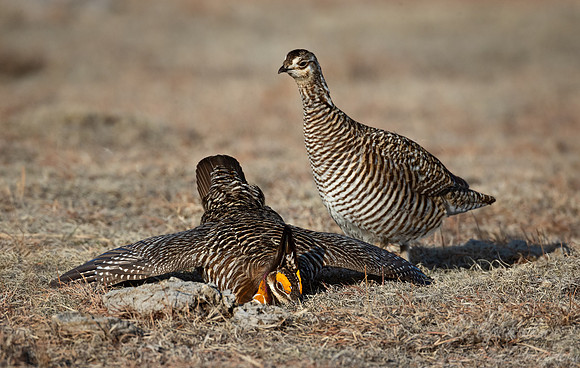 036 Greater prairie chickens (Tympanuchus cupido) - CO