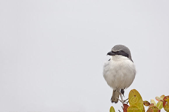 028 Loggerhead Shrike (Lanius ludovicianus) FL