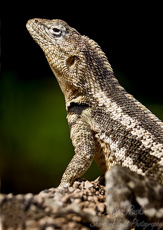 027_Lava Lizard_Ecuador